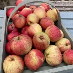 A basket of apples