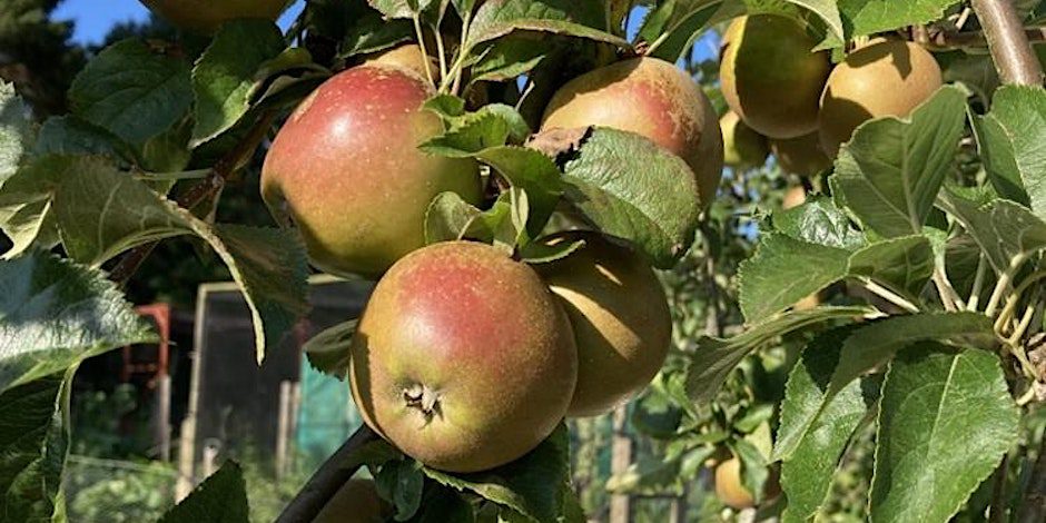 Newburgh Apple Fun Day