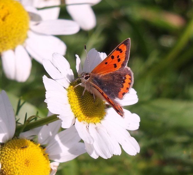 Build a Bug Hotel (biodiversity in your garden)