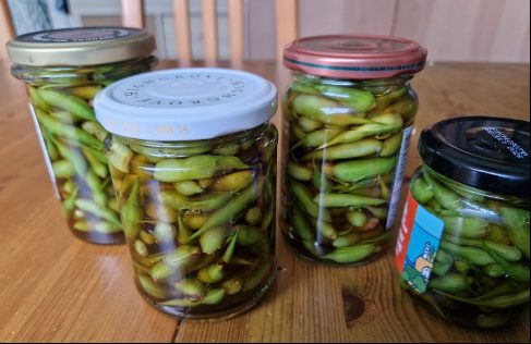 Growing radishes for pods: A climate-friendly twist on a classic crop
