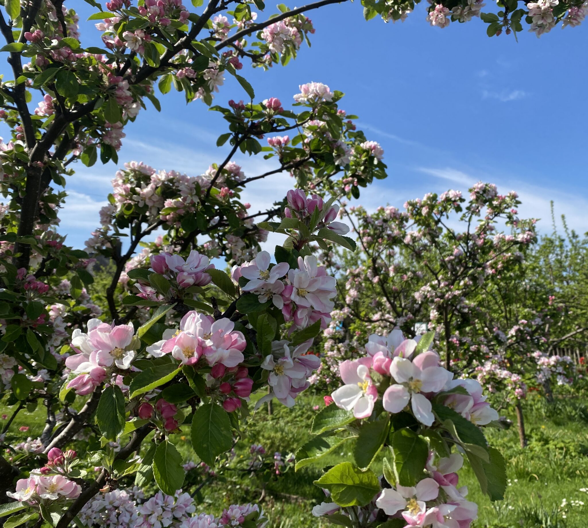 Climate Action Fife | Winter tree pruning workshop - Buckhaven