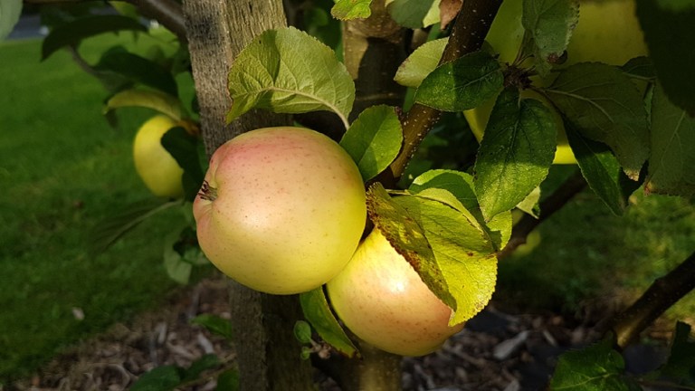 Apple Juicing and Soup Making