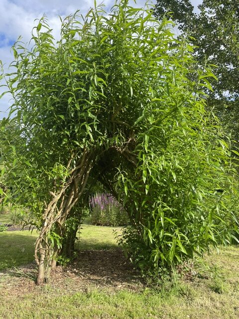 Willow fedging and sustainable garden structures