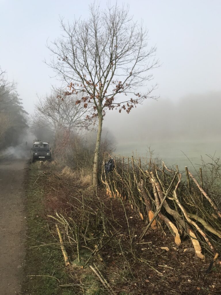 Hedgerows – green boundaries and routes